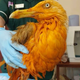 Illustration for article titled A Spice Gull Is a Seagull Who Fell Into a Vat of Chicken Tikka Masala